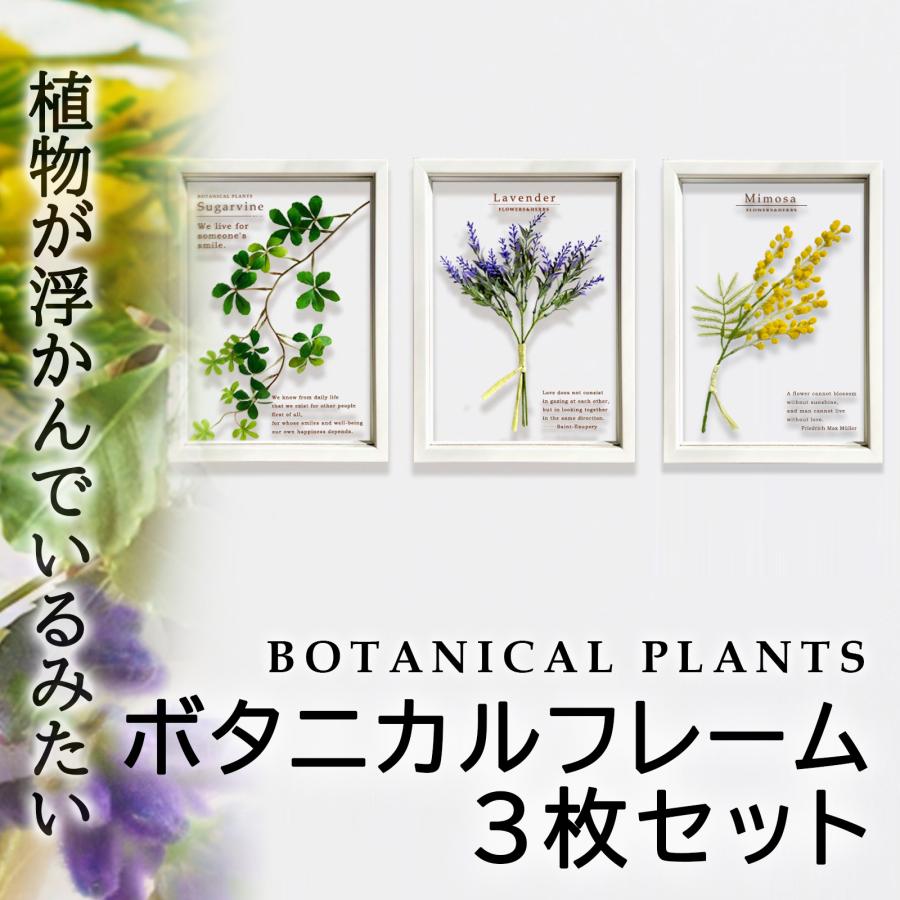 壁掛け 絵画 ボタニカルフレーム 3枚セット2/フェイクグリーン