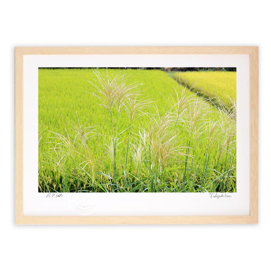 版画 絵画 秋 実りとススキ アートフォト 壁掛け 額入り Mサイズ Ay Eno101 Ny 日本唯一の風景専門店 あゆわら 通販 Yahoo ショッピング