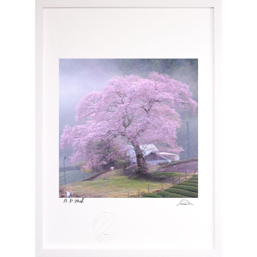 油絵 富士山桜 日本画 桜 絵画 おしゃれ 絵画 富士山 桜 の人気商品