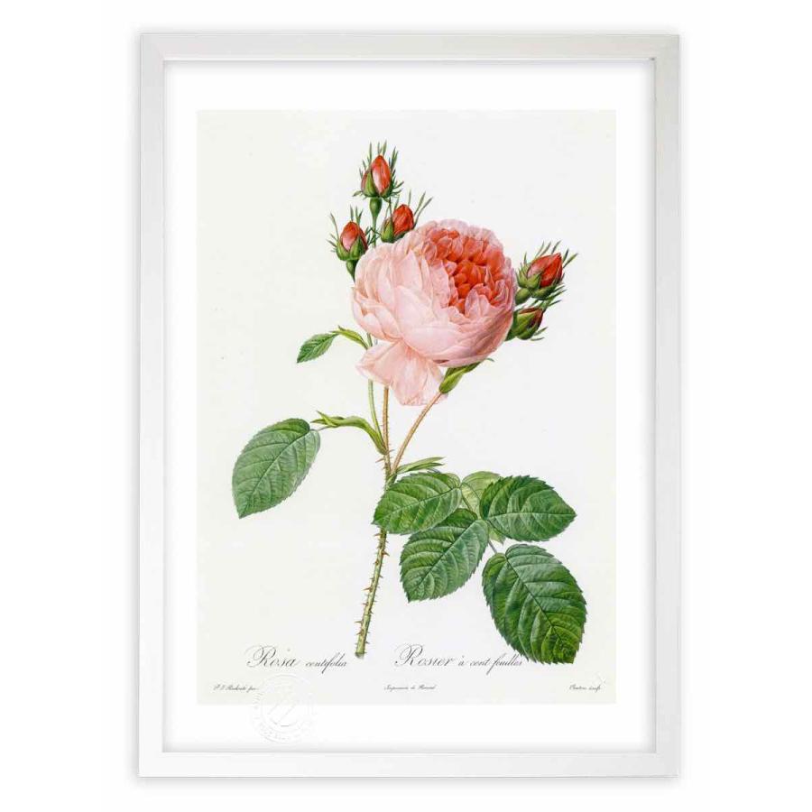 花の絵　ルドゥーテ　カメリア　ブーケ　複製画 0360267-1.jpg