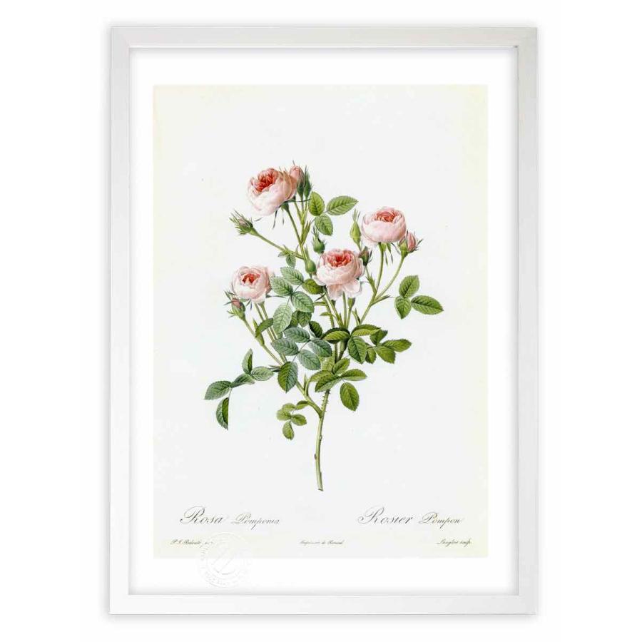 ルドゥーテ　大型アートパネル 版画 絵画ロサ・ポンポニア ルドゥーテ インテリア 壁掛け 花 植物画