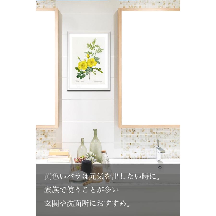 版画 絵画ロサ・ポンポニア ルドゥーテ インテリア 壁掛け 花 植物画