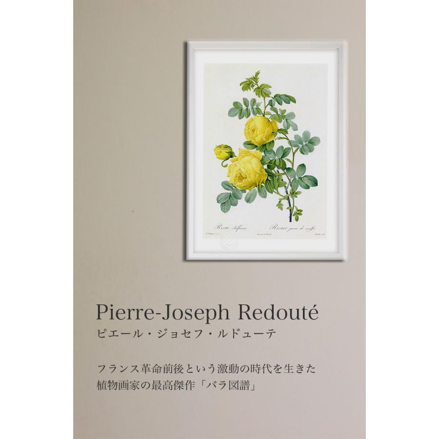 版画 絵画ロサ・ダマスケナ・ウァリエガータ ルドゥーテ インテリア 壁掛け 花 植物画 油絵 アート アートパネル リビング 玄関 プレゼント モダン 飾る｜ayuwara｜02