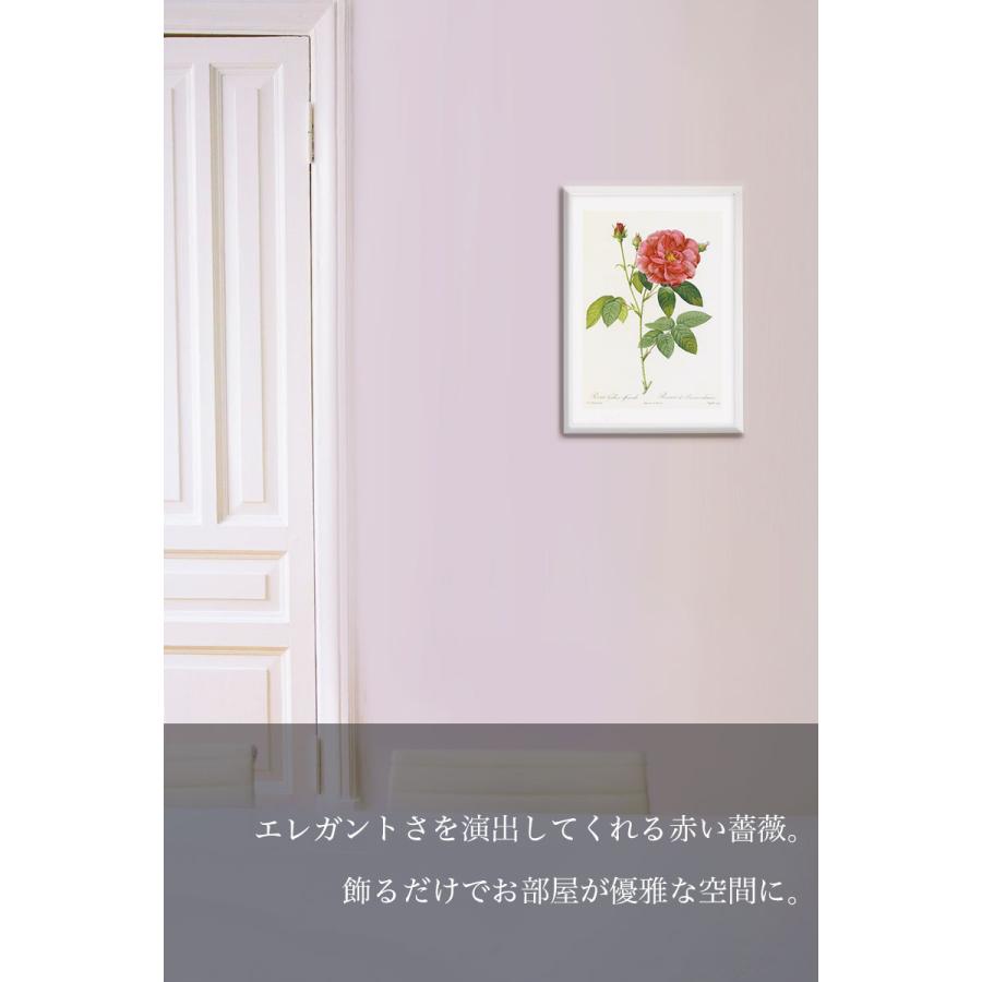 版画 絵画ロサ・ロンギフォリア ルドゥーテ インテリア 壁掛け 花 植物画 油絵 アート アートパネル リビング 玄関 プレゼント モダン 飾る｜ayuwara｜05