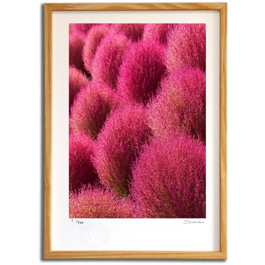 版画 絵画 秋のコキア スミコ スコット 壁掛け 花 インテリア おしゃれ Ay Ss0100 Nt 日本唯一の風景専門店 あゆわら 通販 Yahoo ショッピング