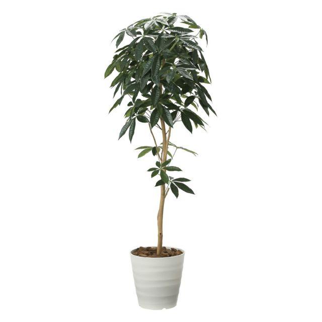 アロカシア ヴェノム Alocasia 'Venom' 管理番号m21 アロカシア