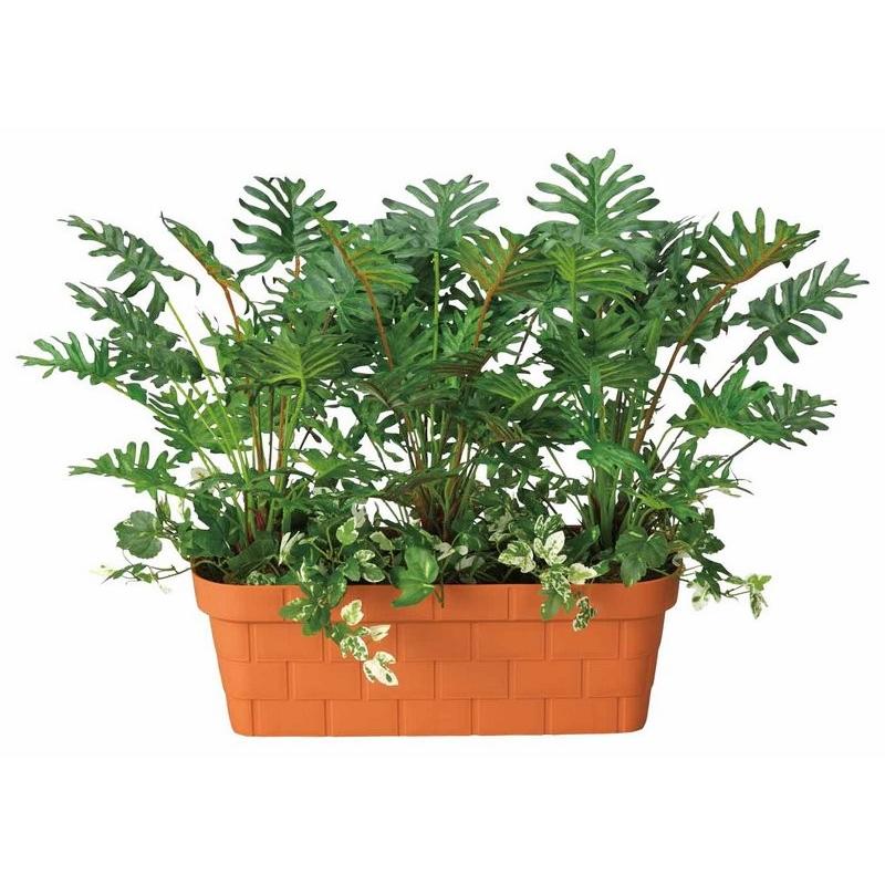 観葉植物　パキラ アクアティカ　グラブラ　編み込み仕立て ８号茶鉢　Ａ 観葉植物 パキラ アクアティカ グラブラ 編み込み仕立て 8号鉢 8号鉢