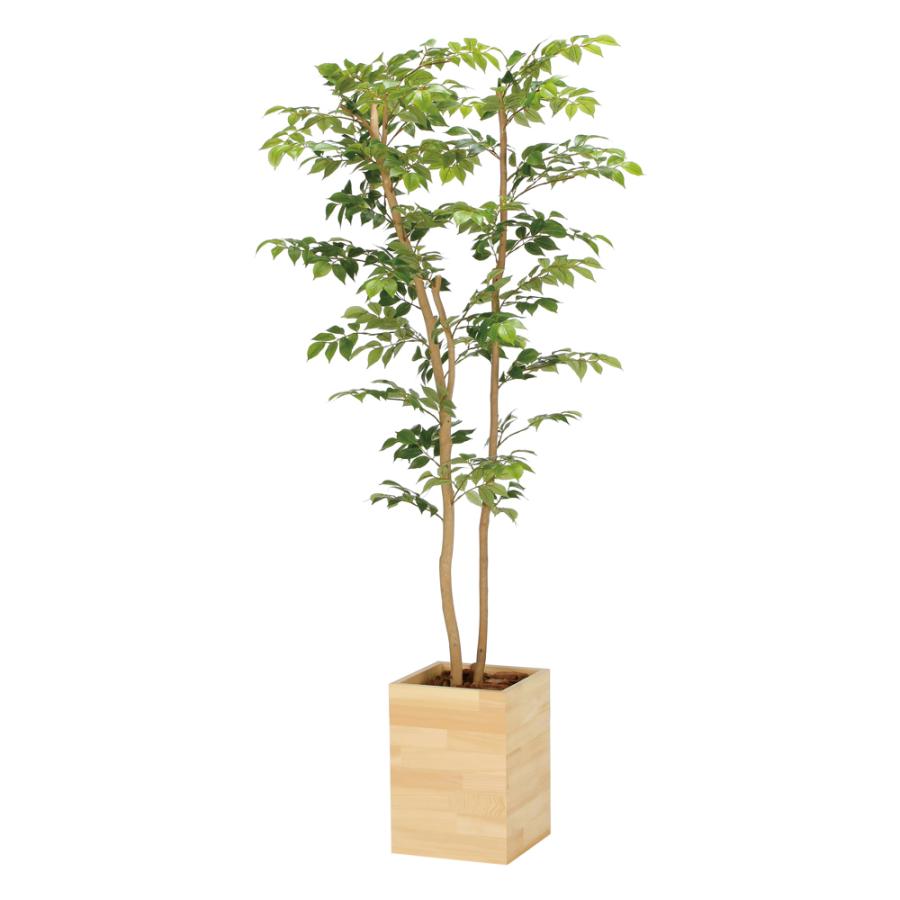 光触媒観葉植物 ウッドボックスマウンテンアッシュ1.6 〔フロア 光触媒観葉植物 ウッドボックスマウンテンアッシュ1.6 〔フロア