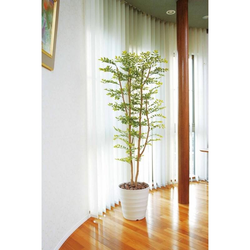 光触媒観葉植物 ベンジャミンダブルフェイス1.8植栽付 光触媒(ハイ 