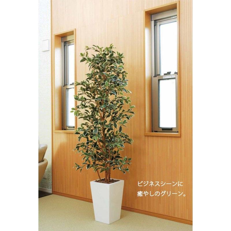 光触媒観葉植物 カシワバゴム1.8 光触媒 フロアタイプ(ハイサイズ