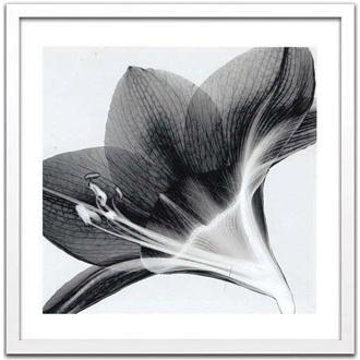 レントゲンアート 絵画 アマリリス2 壁掛け 壁飾り インテリア