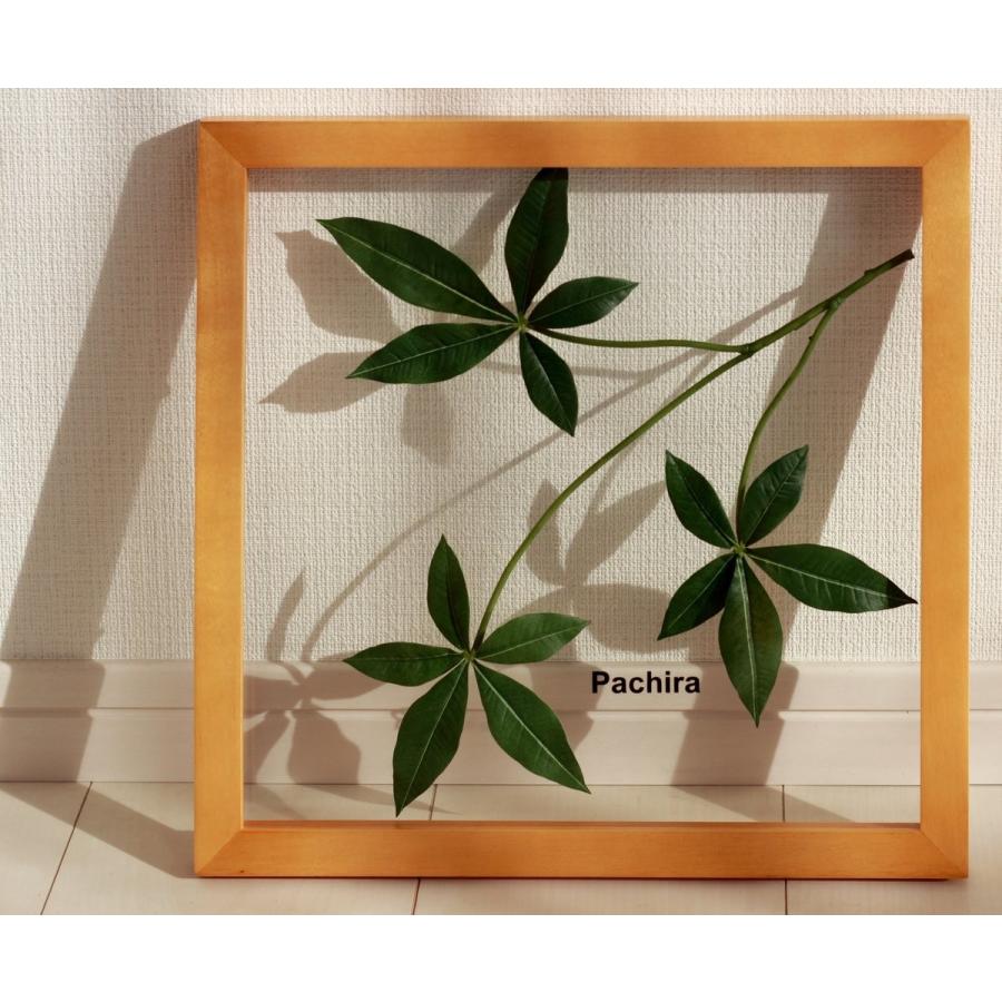 リーフパネル 絵画 パキラ ナチュラルフレーム 壁掛け 壁飾り