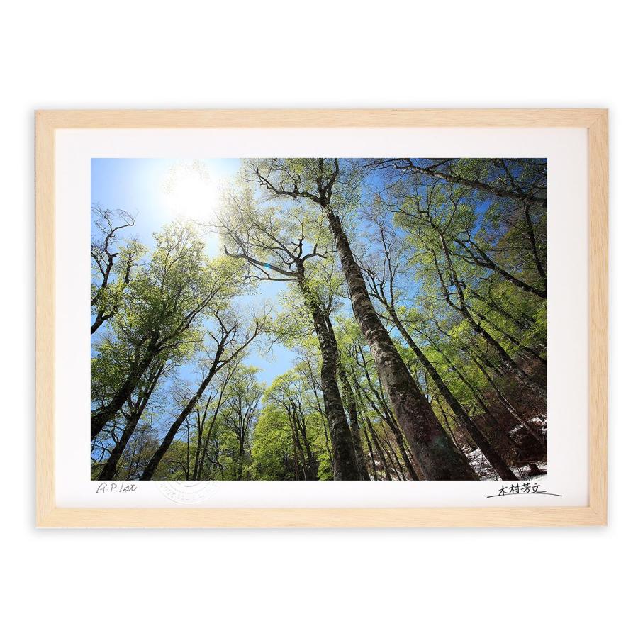 アートフォト 絵画 壁掛け 芽吹くブナの森 白山 壁飾り インテリア