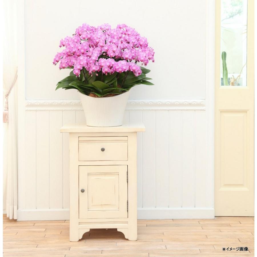 一株限定❣️胡蝶蘭とアイビーの鉢植え 二本立ち　陶器鉢付き　プレゼント 一株限定❣️胡蝶蘭とアイビーの鉢植え 二本立ち 陶器鉢付き