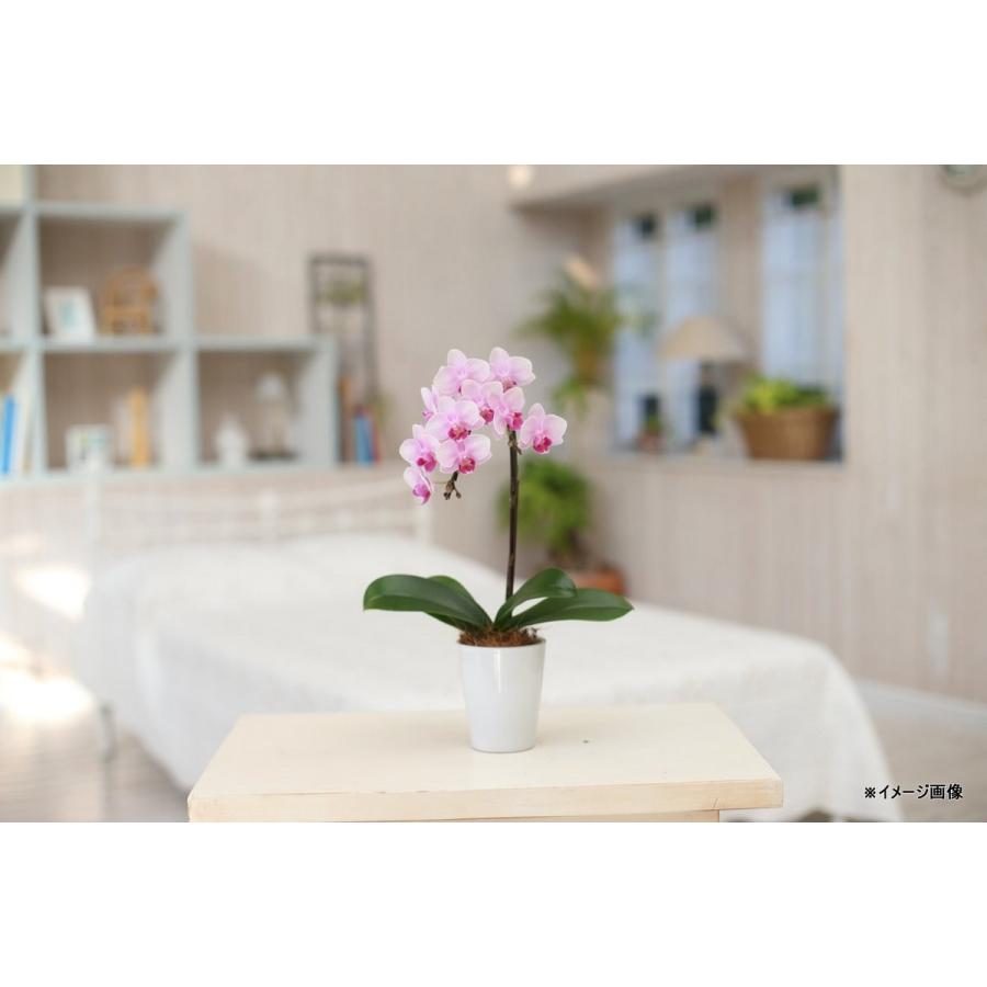 ミディ胡蝶蘭 キャンディ 2本立ち ペペロミア寄せ合わせ こちょうらん 誕生祝い 花 産地直送 フラワーギフト 洋ラン 胡蝶蘭 開店祝い 開業祝い お祝い 鉢植え Sy 012 日本唯一の風景専門店 あゆわら 通販 Yahoo ショッピング