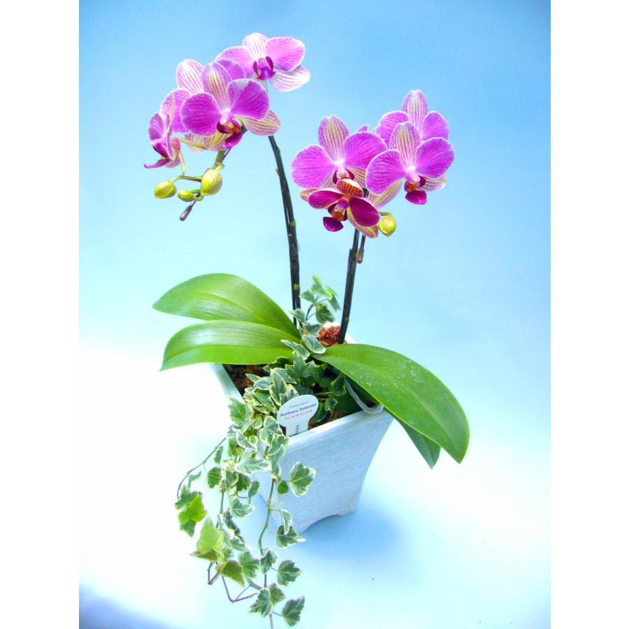 21年秋冬新作 ミディ胡蝶蘭 ピンク色胡蝶蘭 5本立ち こちょうらん 誕生祝い 花 産地直送 フラワーギフト 洋ラン 胡蝶蘭 開店祝い 開業祝い ギフト プレゼント Dedicationsports Com