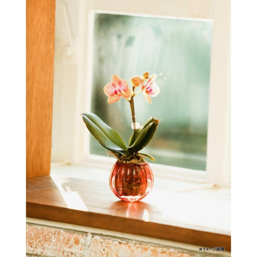 ミディ胡蝶蘭 チュンリー 3本立ち シルバー鉢（こちょうらん） 誕生