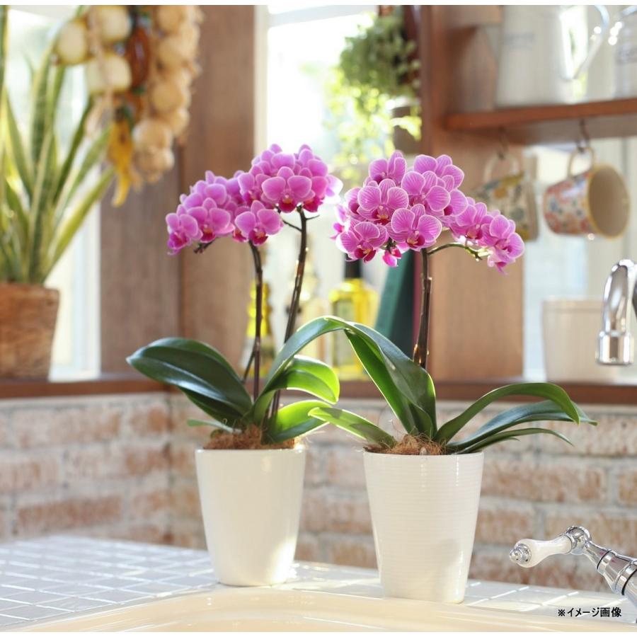 ミディ胡蝶蘭 アンスラパレルモ 2本立ち クローム鉢 こちょうらん 誕生祝い 花 産地直送 フラワーギフト 洋ラン 胡蝶蘭 開店祝い 開業祝い お祝い 鉢植え Sy 023 日本唯一の風景専門店 あゆわら 通販 Yahoo ショッピング