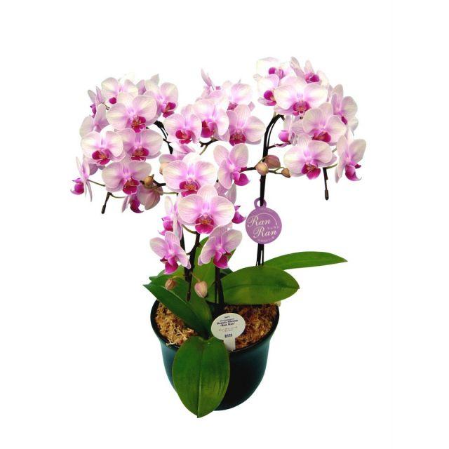 ミディ胡蝶蘭 ランラン 3本立ち こちょうらん 誕生祝い 花 産地直送 フラワーギフト 洋ラン 胡蝶蘭 開店祝い 開業祝い お祝い 鉢植え Sy 041 日本唯一の風景専門店 あゆわら 通販 Yahoo ショッピング