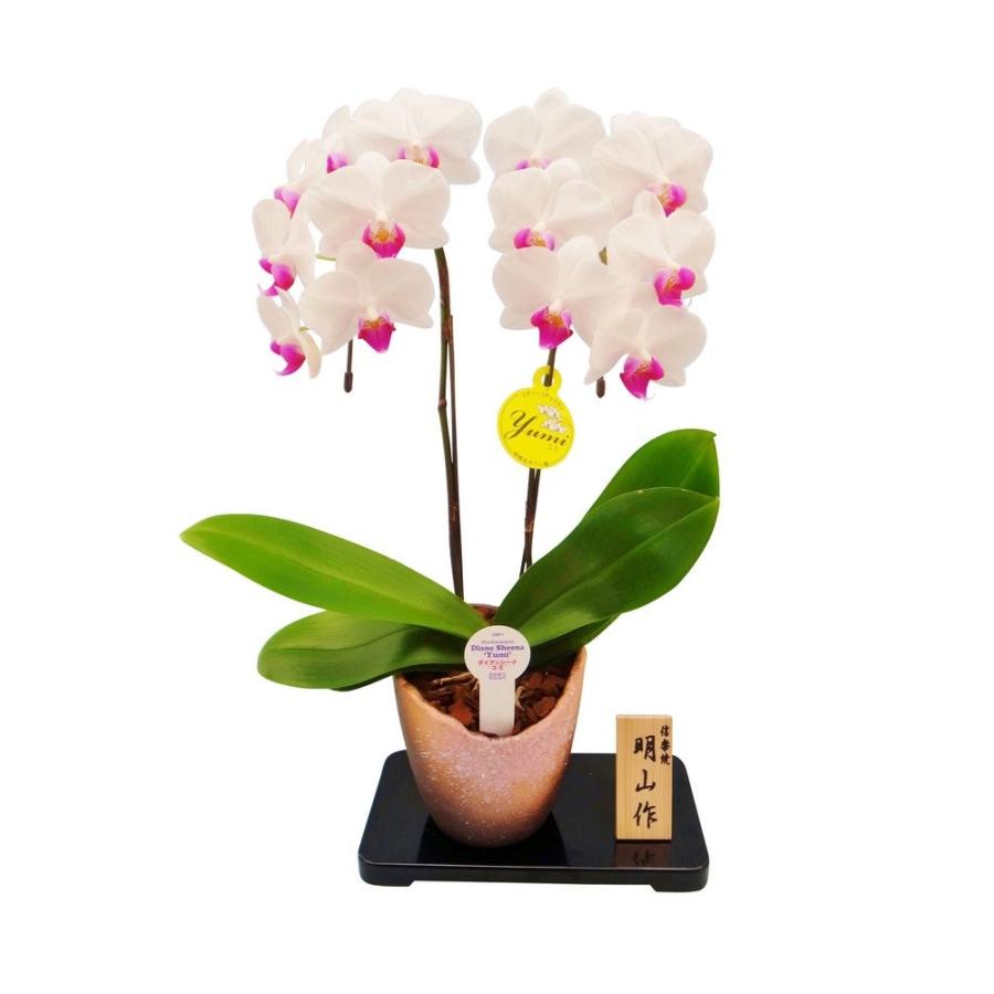 ミディ胡蝶蘭 ユミ 2本立ち 信楽焼 こちょうらん 誕生祝い 花 産地直送 フラワーギフト 洋ラン 胡蝶蘭 開店祝い 開業祝い お祝い 鉢植え Sy 050 日本唯一の風景専門店 あゆわら 通販 Yahoo ショッピング