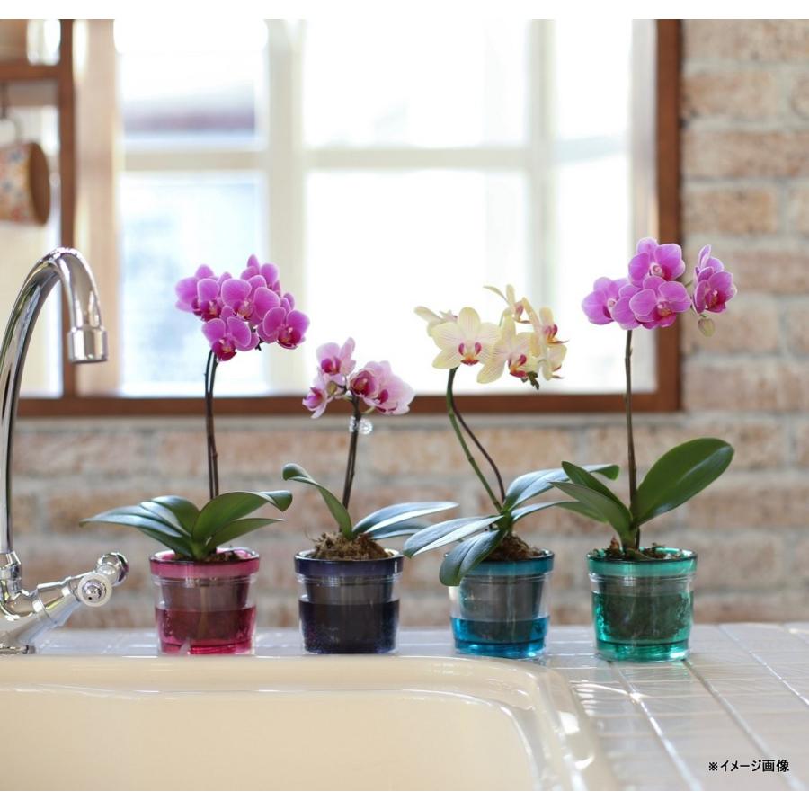 ミディ胡蝶蘭 サクラン 2本立ち（こちょうらん） 誕生祝い 花 産地直送