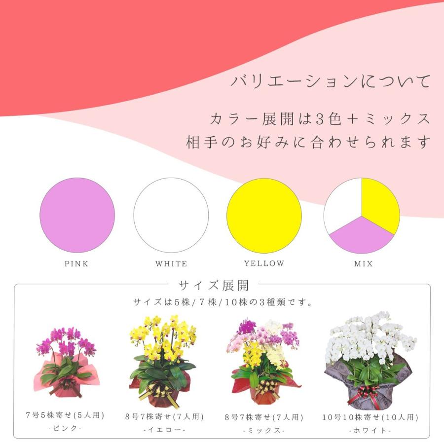 シェアオーキッド シェアできる胡蝶蘭 ミディ胡蝶蘭 ミックス 胡蝶蘭 5本立ち 5株 Sy 066 日本唯一の風景専門店 あゆわら 通販 Yahoo ショッピング