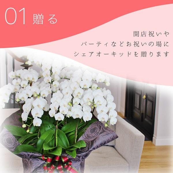 シェアオーキッド シェアできる胡蝶蘭 ミディ胡蝶蘭 ピンク色 胡蝶蘭 10本立ち 10株 Sy 071 日本唯一の風景専門店 あゆわら 通販 Yahoo ショッピング