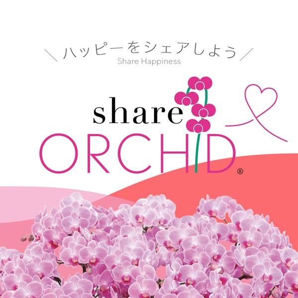 シェアオーキッド シェアできる胡蝶蘭 ミディ胡蝶蘭 ミックス 胡蝶蘭 10本立ち 10株 Sy 074 日本唯一の風景専門店 あゆわら 通販 Yahoo ショッピング