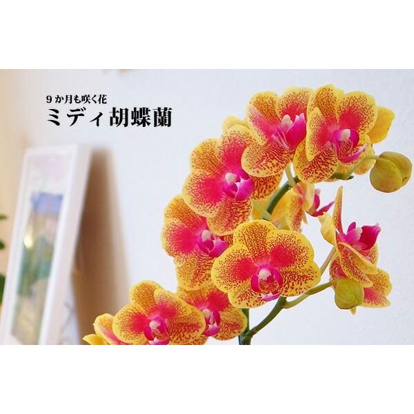 ミディ胡蝶蘭 ピンク色胡蝶蘭 2本立ち 観葉寄せ 花柄鉢（こちょうらん