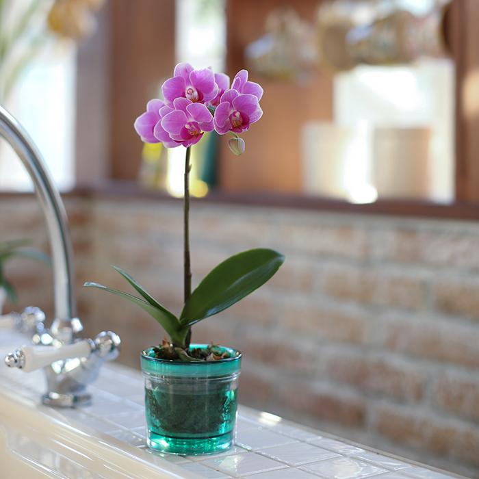 アンスリウム マイクロ胡蝶蘭 ピンク色胡蝶蘭 アクアポットセット 胡蝶蘭鉢カラー グリーン 胡蝶蘭 ミディ胡蝶蘭 開店祝い 開業祝い ギフト プレゼント Sy A 381 173 Gr 日本唯一の風景専門店 あゆわら 通販 Yahoo ショッピング