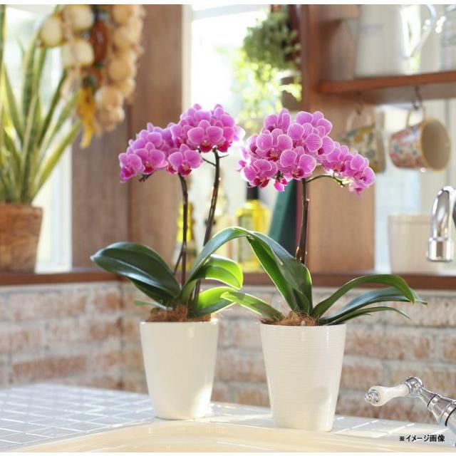 HOME MADE ORCHID 自宅で育てる胡蝶蘭 ミディ胡蝶蘭 ピンク色胡蝶蘭