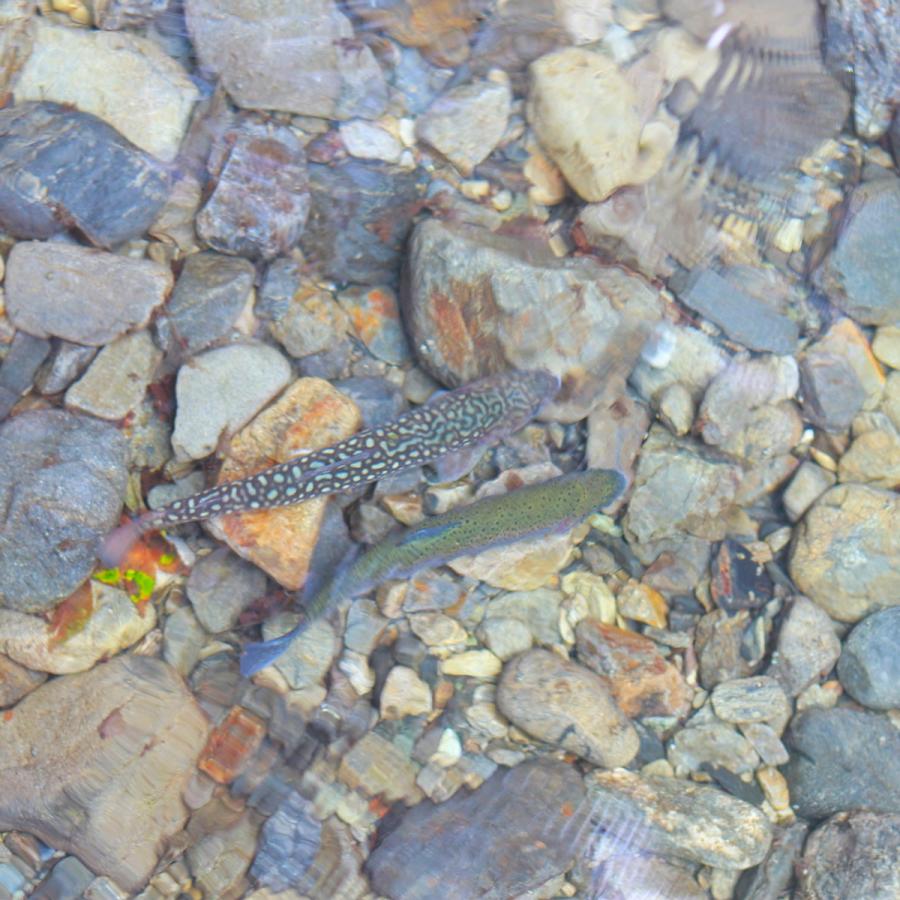 ナチュラルミネラルウォーター 秩父源流水 ウォーターサーバー_4
