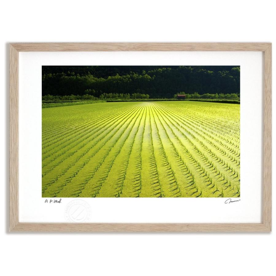アートフォト 絵画 壁掛け 黄金色の田んぼ 富良野 美瑛 高橋真澄