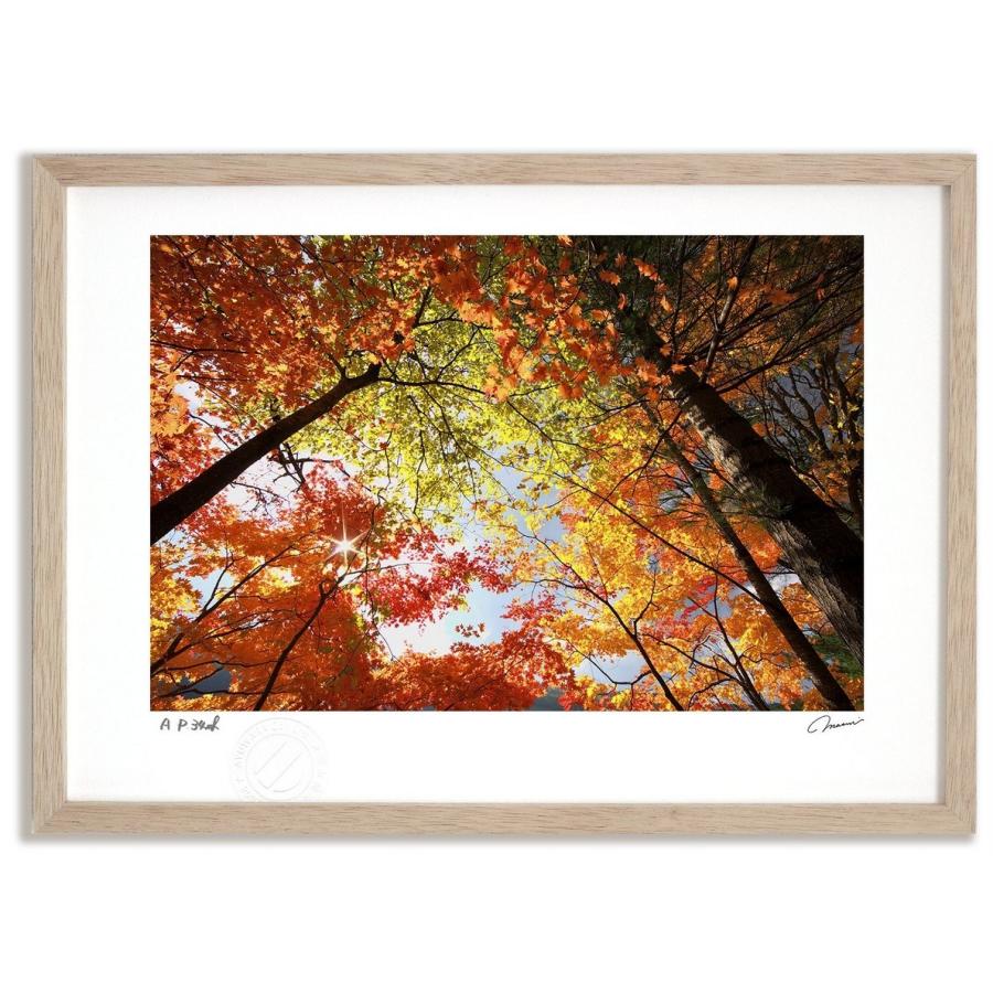 アートフォト 絵画 壁掛け 紅葉4 富良野 美瑛 高橋真澄 インテリア 額