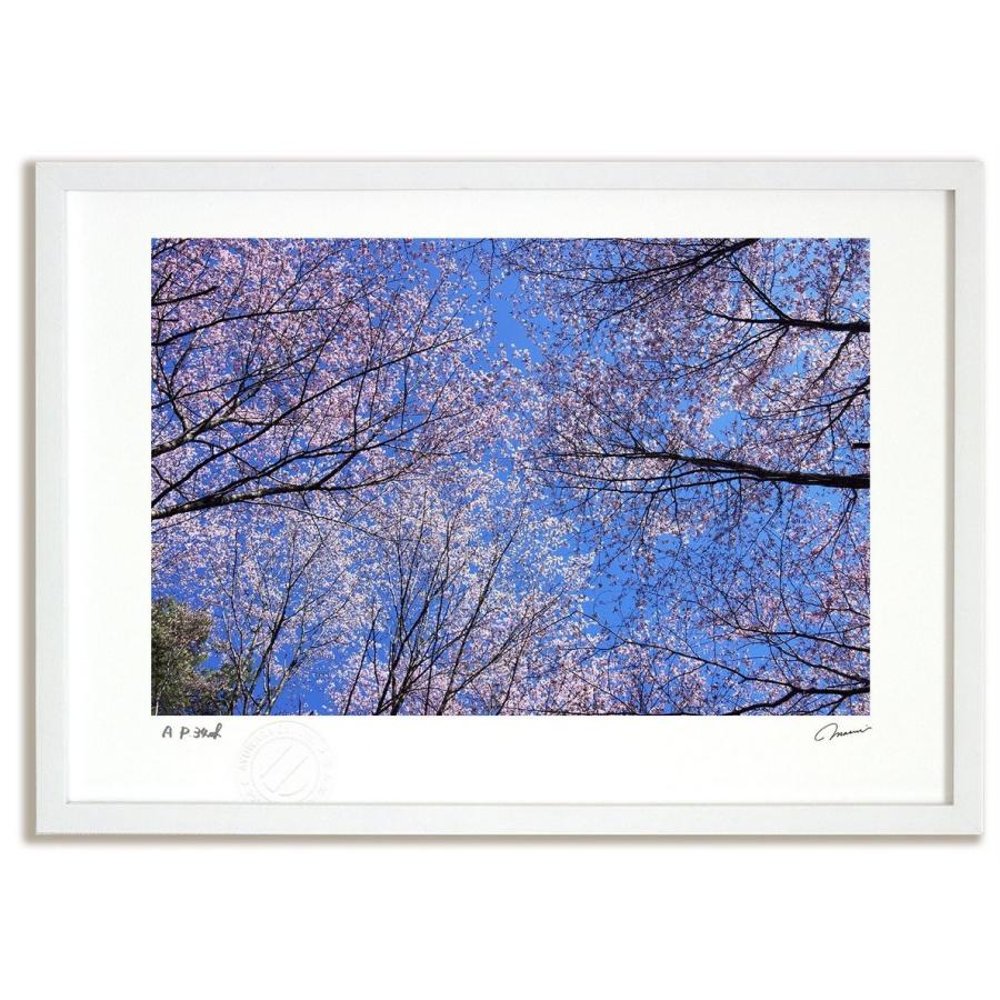 超ポイントバック祭 アートフォト 絵画 壁掛け 桜3 富良野 美瑛 絵画 高橋真澄 インテリア 本 雑誌 コミック 桜3 壁掛け 額入り モダン アートフレーム おしゃれ Tm 0296 Wy 日本唯一の風景専門店 あゆわら ネット通販売