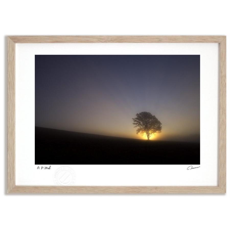 アートフォト 絵画 壁掛け 哲学の木の朝日3 富良野 美瑛 高橋真澄