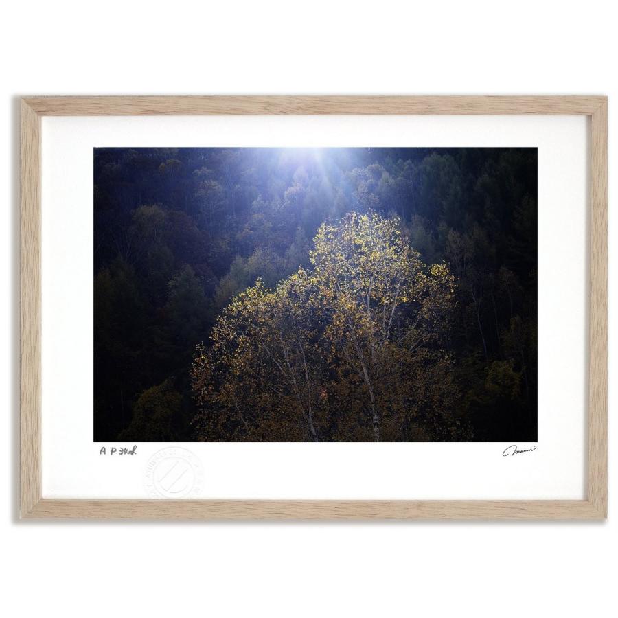 アートフォト 絵画 壁掛け 輝く白樺 富良野 美瑛 高橋真澄 インテリア