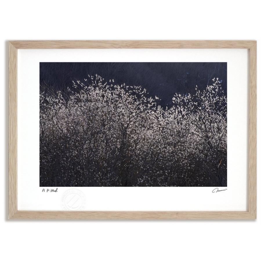 アートフォト 絵画 壁掛け ねこやなぎ14 富良野 美瑛 高橋真澄 インテリア 壁掛け 額入り モダン アートフレーム おしゃれ