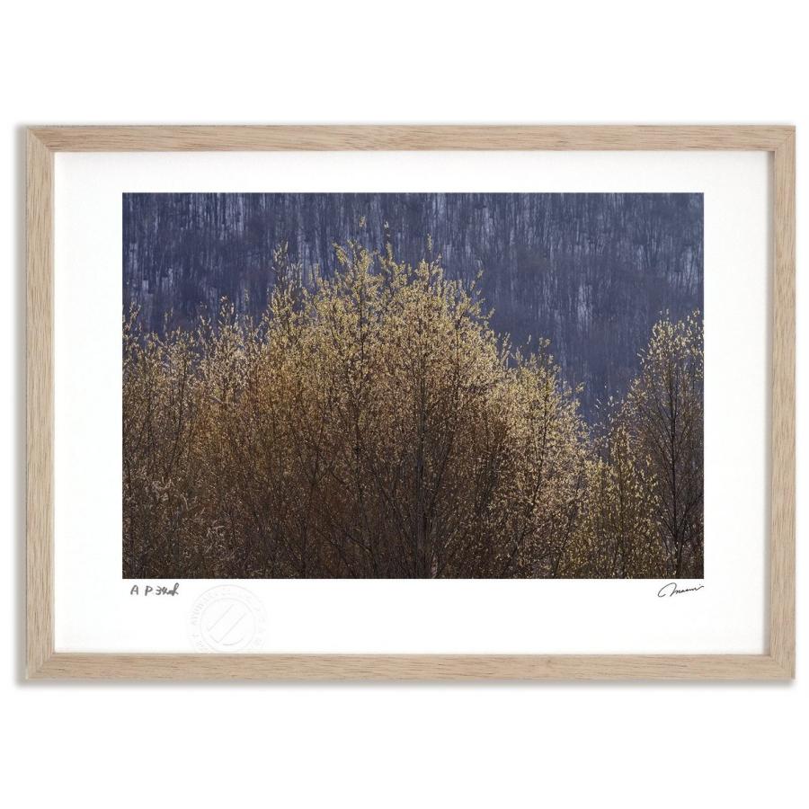 アートフォト 絵画 壁掛け ねこやなぎ18 富良野 美瑛 高橋真澄 インテリア 壁掛け 額入り モダン アートフレーム おしゃれ Tm 0767 Ny 日本唯一の風景専門店 あゆわら 通販 Yahoo ショッピング