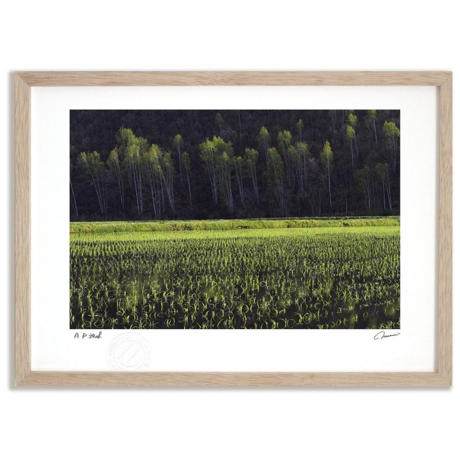 アートフォト 絵画 壁掛け 田んぼに映る桜と新緑 富良野 美瑛 高橋真澄