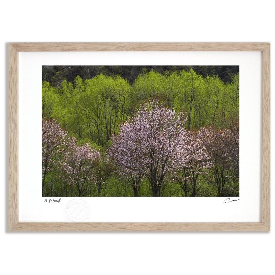 アートフォト 絵画 壁掛け 新緑と桜10 富良野 美瑛 高橋真澄