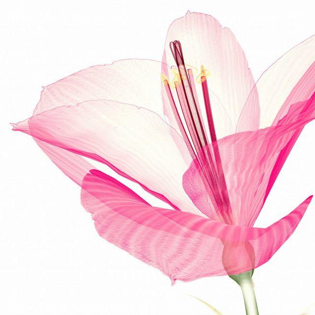 送料0円 絵画 プチキャンバスアート ピンクアマリリス 300x300mm アートパネル インテリア リビング 玄関 廊下 部屋 壁飾り ギフト プレゼント 花 フラワー Supplystudies Com