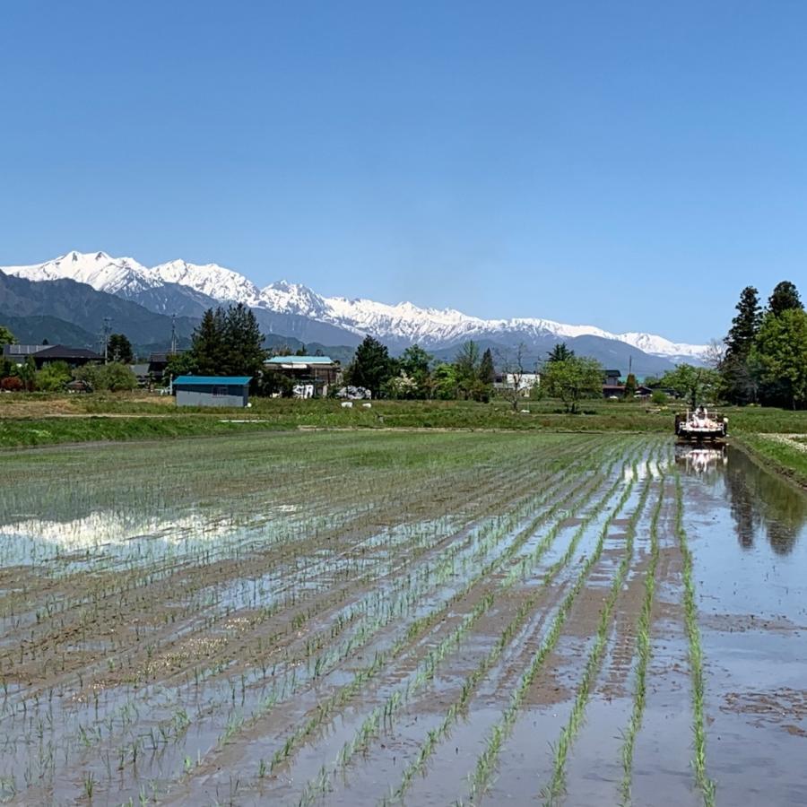 令和5年産【コシヒカリ白米2kg】北アルプスの清水で育てた安曇野産自家製コシヒカリ　一等米　送料無料（北海道・九州・沖縄は送料有料）｜az-nursery｜02