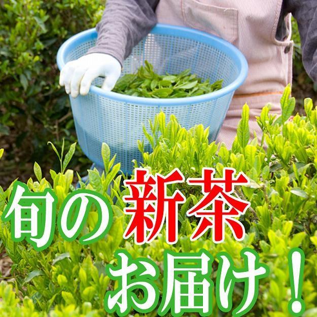 2025年 新茶 送料無料 プレミアム新茶 静岡県産 掛川茶 100g若い茶の