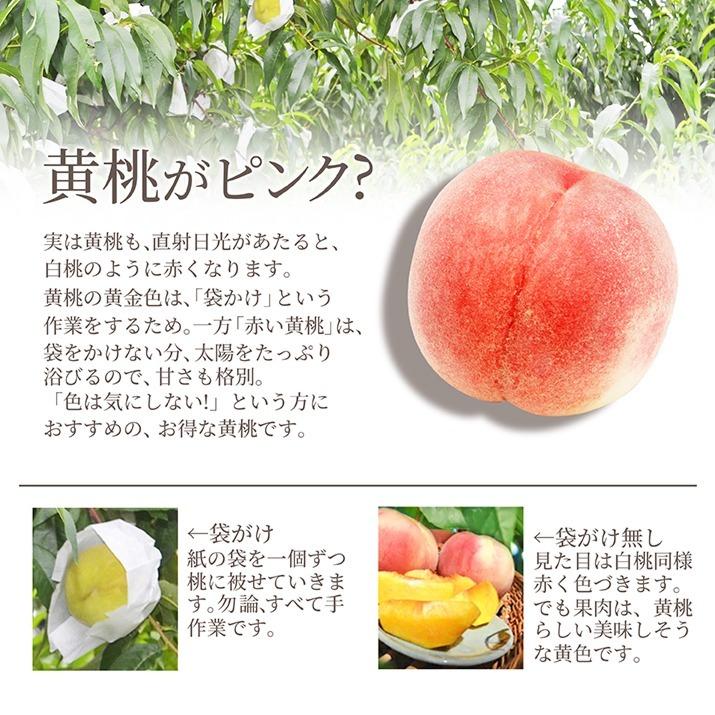 桃 訳あり 黄桃 2kg 7〜11玉前後 山形県産 黄金桃 お徳用 ご家庭用