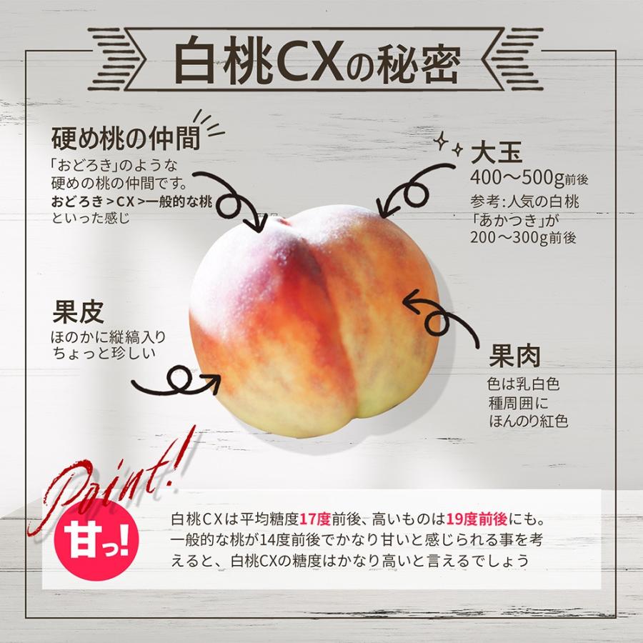 硬い桃 白桃 秀品 白桃CX 2.5kg 山形県産 送料無料 固い桃 かたい桃 か