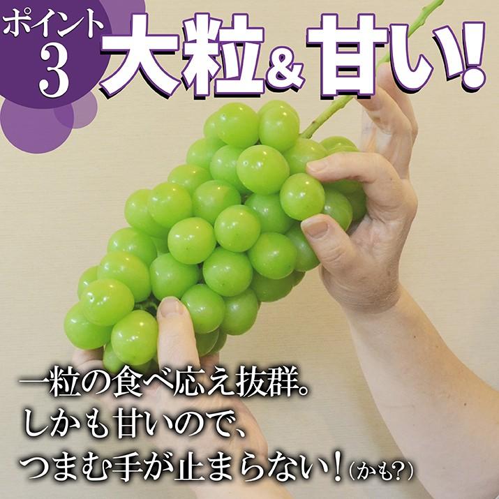 ぶどう セット 詰め合わせ シャインマスカット 1房 \u0026 大粒 ピオーネ 1房 合計約1.8kg 約900g×2房 贈答 ギフト 贈り物 送料無料 産地直送 果物_3