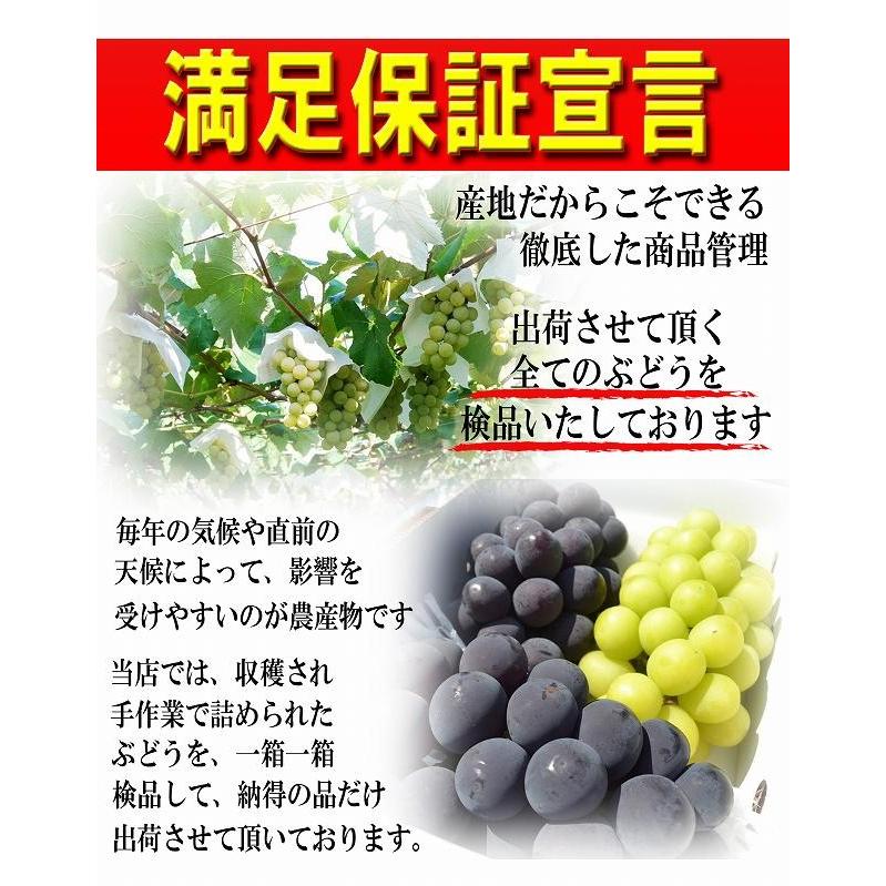 ぶどう セット 詰め合わせ シャインマスカット 1房 \u0026 大粒 ピオーネ 1房 合計約1.8kg 約900g×2房 贈答 ギフト 贈り物 送料無料 産地直送 果物_5