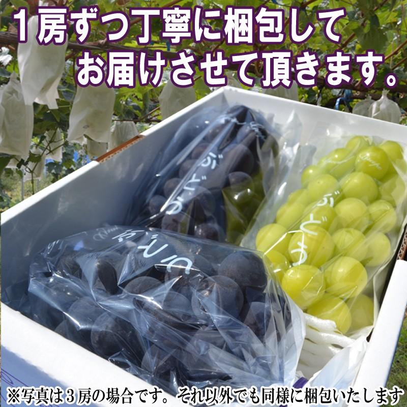 ぶどう セット 詰め合わせ シャインマスカット 1房 \u0026 大粒 ピオーネ 1房 合計約1.8kg 約900g×2房 贈答 ギフト 贈り物 送料無料 産地直送 果物_6
