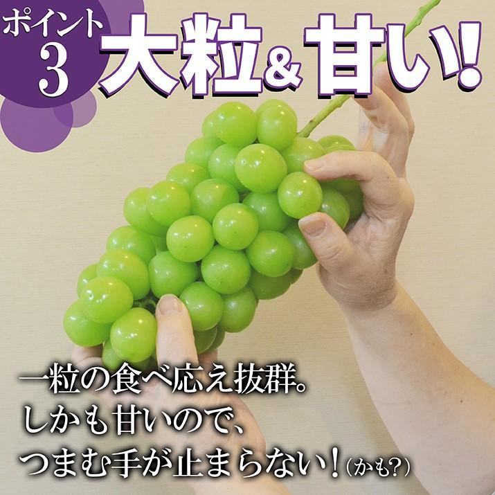 ぶどう 訳あり シャインマスカット 約1kg (2〜3房入り) 山形県産 ブドウ 自家用 お徳用 ご家庭用 大粒 産地直送 (遠方送料加算)｜azimiya｜04